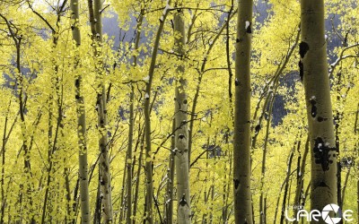 leaves 4