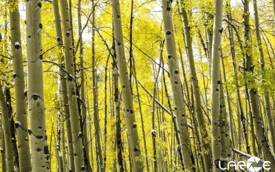 leaves 5
